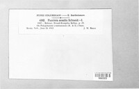 Puccinia sessilis image